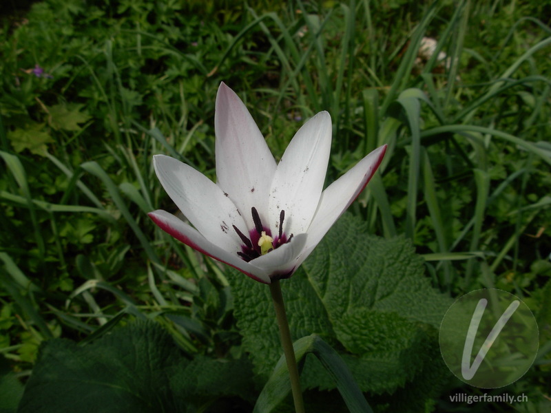Damen-Tulpe: Übersicht